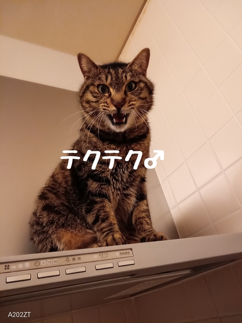 1737282517669.jpg
